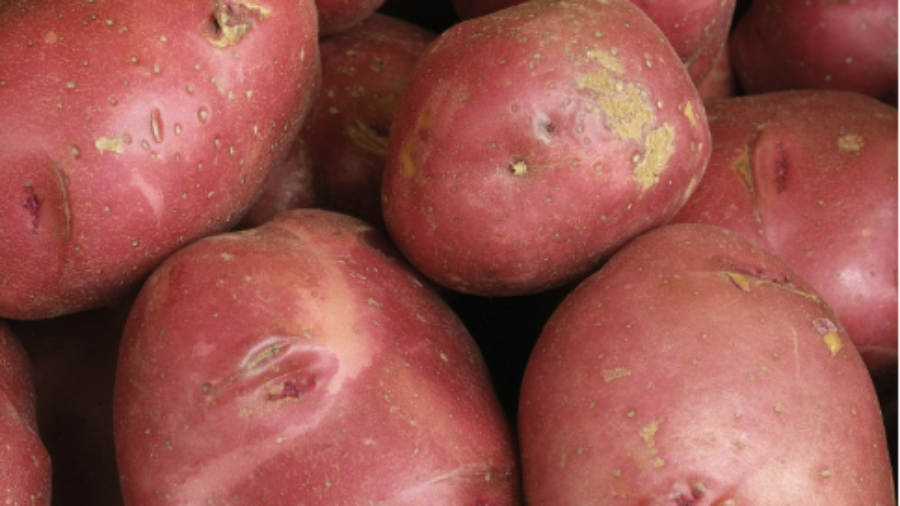 Red Potatoes